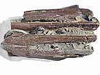 Mchoires Ichthyosaurien - fossile du jurassique Boulonnais