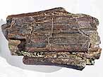 Mchoires Ichthyosaurien - fossile du jurassique Boulonnais