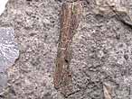 mchoire fossile de reptile du jurassique Boulonnais