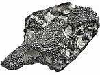 mchoire fossile de reptile du jurassique Boulonnais