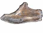 mchoire fossile de reptile du jurassique Boulonnais