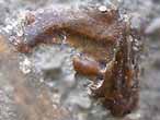 mchoire fossile de reptile du jurassique Boulonnais