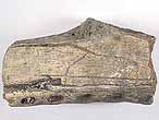 Crocodile: machoire (fragment) fossile jurassique Boulonnais