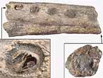 Crocodile: machoire (fragment) fossile jurassique Boulonnais