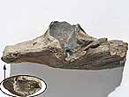 Articulaire de Sauroptrygien fossile divers du jurassique Boulonnais