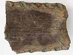 Crocodile: machoire (fragment) fossile jurassique Boulonnais