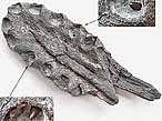 Fossiles de Mchoires de Sauroptrygiens: Pliosaurus du jurassique Boulonnais COPYRIGHT P.TITREN