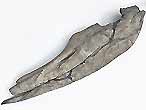 mchoire (mandibule) de Crocodile - fossile jurassique Boulonnais COPYRIGHT P.TITREN