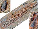 Fossiles de Mchoires de Sauroptrygiens: Pliosauridae du jurassique Boulonnais COPYRIGHT P.TITREN
