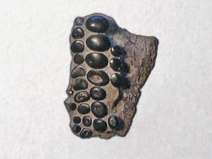 Mchoire Pycnodus jurassique fossile Boulonnais COLLECTION PRIVEE A