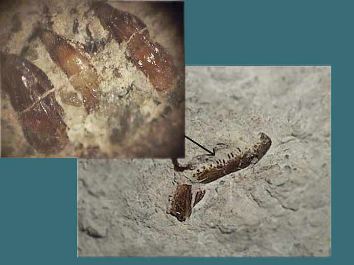 image mchoire fossile poisson jurassique Boulonnais COLLECTION PRIVEE A
