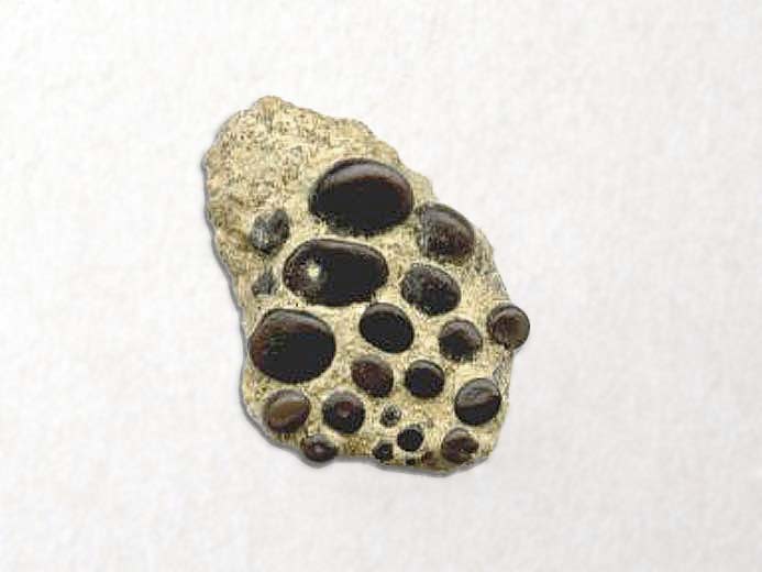 image mchoire Gyronchus fossile jurassique Boulonnais COPYRIGHT A.BOUVEUR