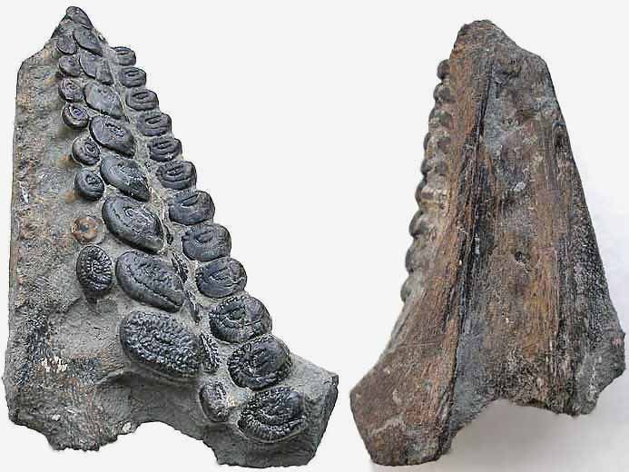 Gyrodus sp : splnial de poisson fossile jurassique Boulonnais