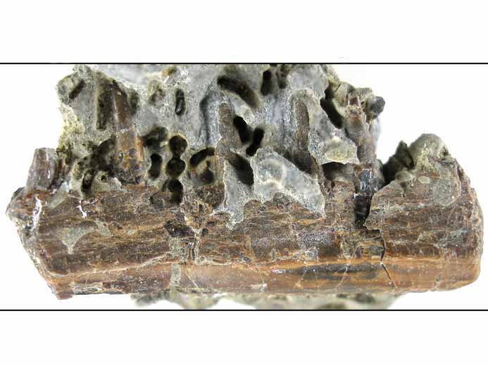 image mchoire fossile poisson jurassique Boulonnais