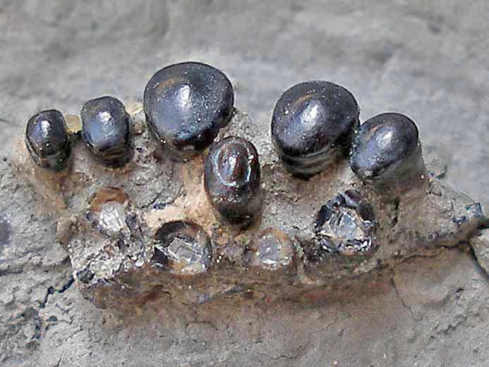 Machoire de Lepidotes fossile jurassique Boulonnais