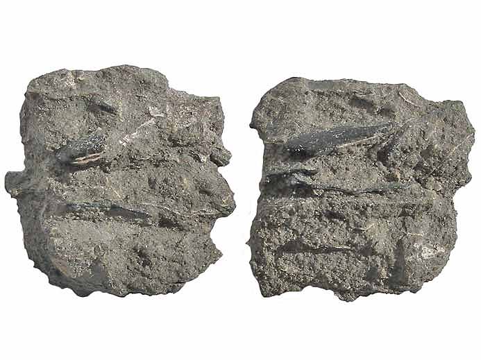 Os indtermin de Pycnodontidae fossile jurassique Boulonnais