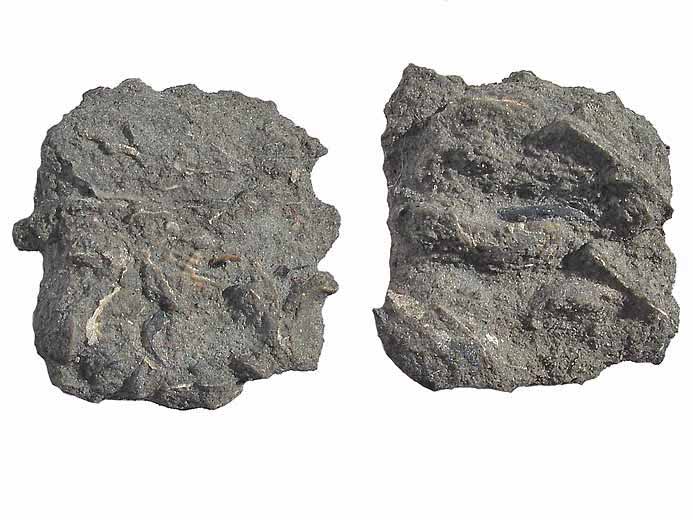 Os indtermins de Pycnodontidae fossile jurassique Boulonnais