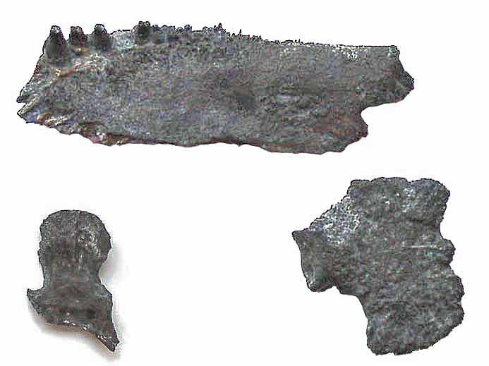 image mchoire fossile Caturidae jurassique Boulonnais COPYRIGHT P.TITREN