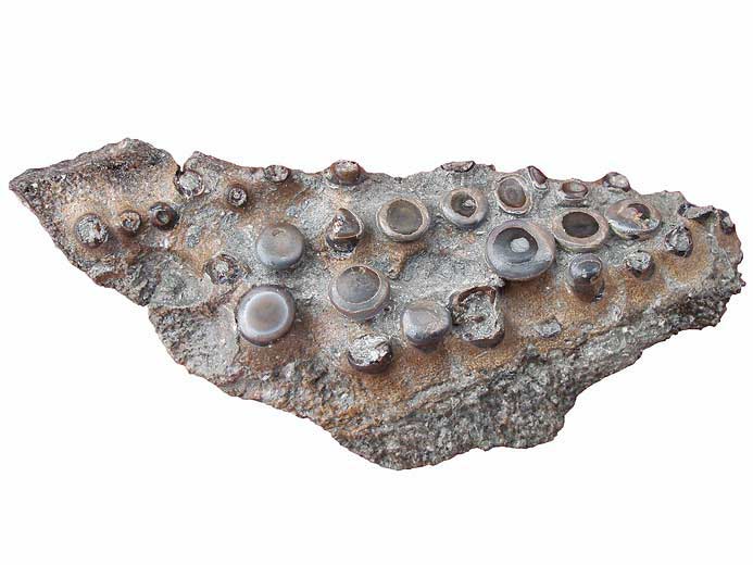 Pycnodontiforme : Splnial gauche de poisson fossile jurassique Boulonnais COPYRIGHT P.TITREN