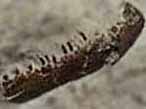 Mchoire de Poisson fossile divers du jurassique Boulonnais COLLECTION PRIVEE A