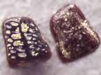 Mchoire de Poisson fossile divers du jurassique Boulonnais