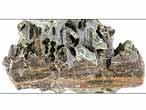 Mchoire de Poisson fossile divers du jurassique Boulonnais