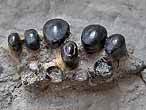 Machoire fossile de Lepidotes (Lepidotus) du jurassique Boulonnais