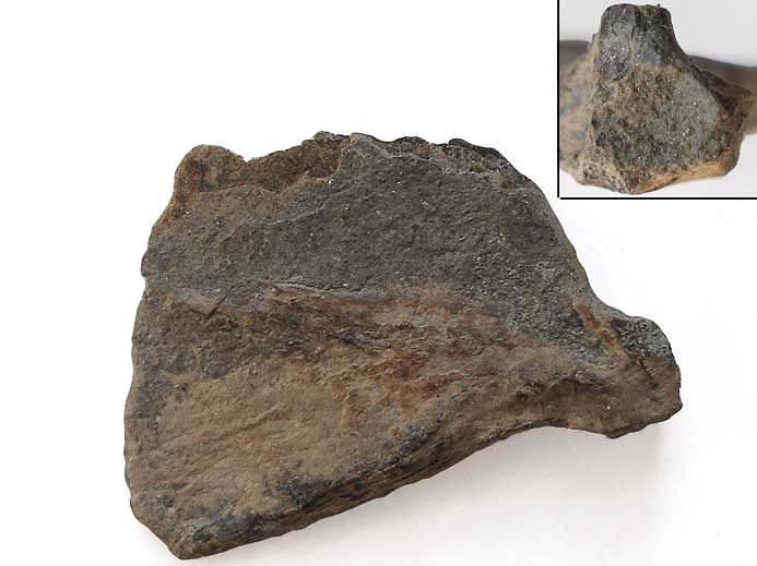 Plaque hypurale de poisson Pachycormiforme fossile Jurassique du Boulonnais