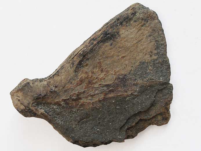 Plaque hypurale de poisson Pachycormiforme fossile Jurassique du Boulonnais