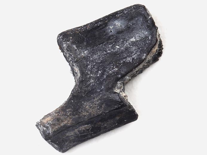 lment de rayon de nageoire de poisson fossile Jurassique du Boulonnais