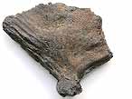 Plaque hypurale fossile de Poisson du jurassique Boulonnais