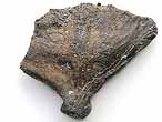 Plaque hypurale fossile de Poisson du jurassique Boulonnais