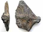 Plaque hypurale fossile de Poisson du jurassique Boulonnais
