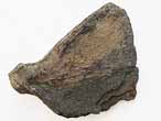Plaque hypurale fossile de Poisson du jurassique Boulonnais