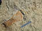 Palettes fossile de Sauropterygien du jurassique Boulonnais