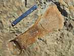 Palette fossile de Sauroptrygien du jurassique Boulonnais