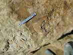 Palette fossile de Sauroptrygien du jurassique Boulonnais