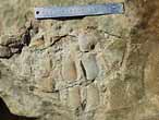 Palettes fossile de Sauropterygien du jurassique Boulonnais