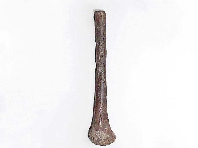 Phalange de Ptrosaurien fossile jurassique du Boulonnais COLLECTION PRIVEE A