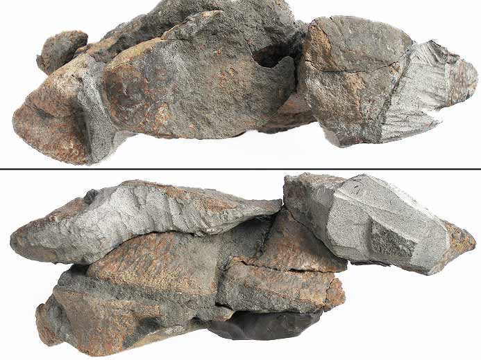image phalange Sauroptrygien fossile jurassique Boulonnais