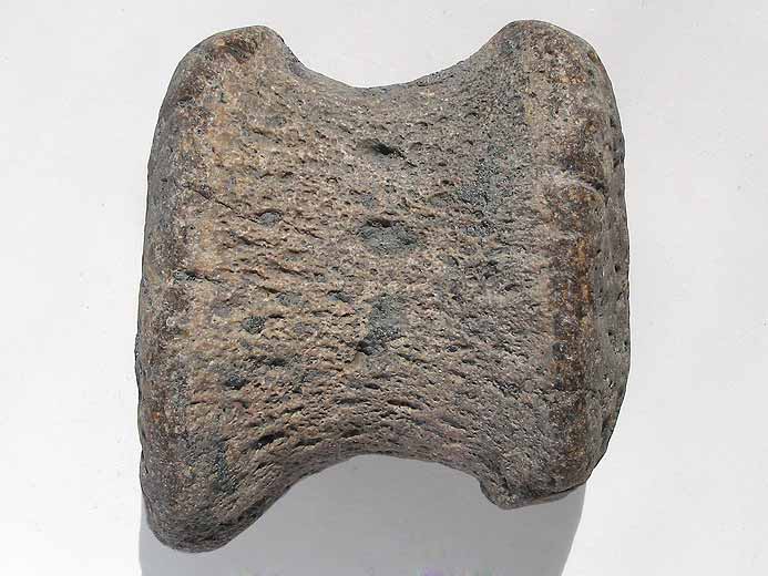 image phalange Sauroptrygien fossile jurassique Boulonnais