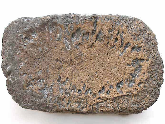 image Phalange Ichthyosaurien fossile jurassique Boulonnais