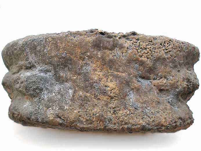image Phalange Ichthyosaurien fossile jurassique Boulonnais