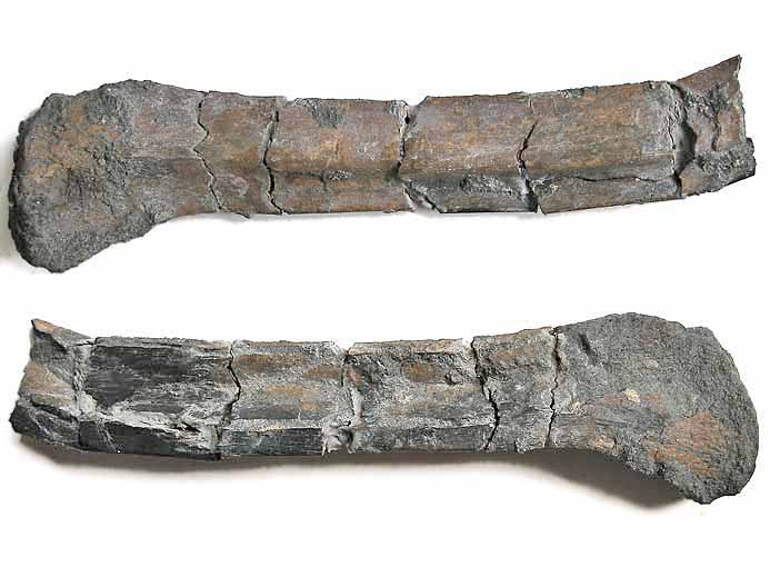 image phalange de Ptrosaurien fossile jurassique du Boulonnais