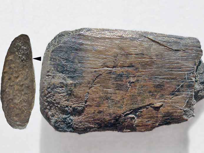 Ptrosaurien : Phalange fossile jurassique Boulonnais