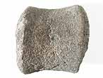 Phalanges fossiles Reptiles du jurassique Boulonnais