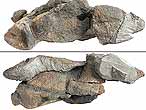 Phalanges fossiles de Sauropterygien du jurassique Boulonnais