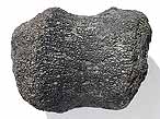 Phalanges fossiles Reptiles du jurassique Boulonnais