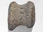 Phalange fossile de Sauropterygien du jurassique Boulonnais