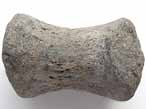 Phalange fossile de Sauropterygien du jurassique Boulonnais